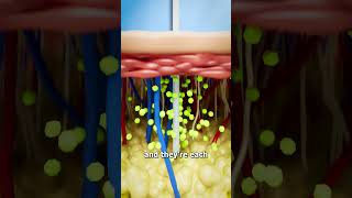 How A Jellyfish Actually Stings you 😱