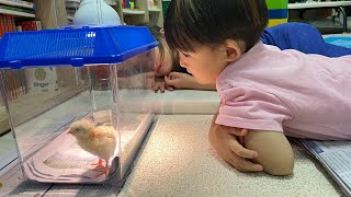 23일만에 알에서 부화한 ‘또아리’ 🐣 5주간의 행복한 동거 🐥💛 다시 용인곤충테마파크로 보내기까지!