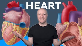 Heart anatomy MADE EASY | Kenhub
