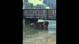 Abkühlung der Kühe unter der Brücke am Vilsalpsee im Tannheimer Tal - Österreich