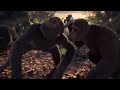 Y2mate Com Chogada Tara Monkey Dance Funny 1f2A6aYIEzY 360p