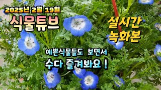 2025년 2월 19일 예쁜식물들 보면서  랜선으로  수다즐겨봐요. #양재꽃시장 #식물튜브 #식물아빠