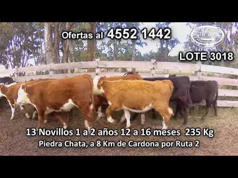 Lote 13 Novillos 1 a 2 años 5 HE - 5 HE/ AA - 2 NO/ AA - 1 AA/ HO 235 Kgkg -  en Piedra Chata, a 8 Km de Cardona por Ruta 2