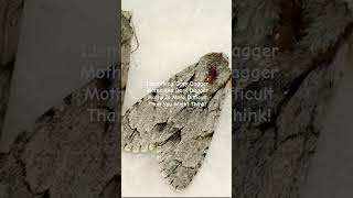 How To Tell The Difference Between A Grey Dagger Moth And A Dark Dagger Moth #nature #insects #moths