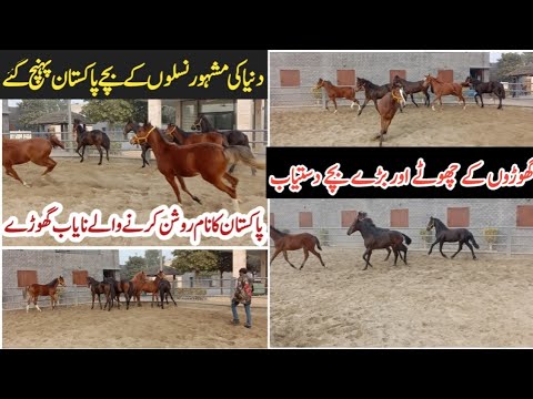 , title : 'Most Affordable Horse Breeds In Pakistan 2022 | Arabian Horse Colt | Horse Farm In Pakistan'
