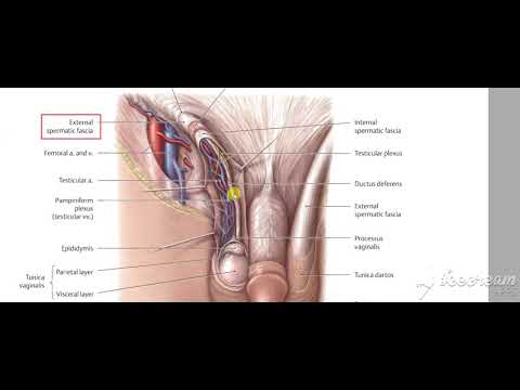 Male reproductive system