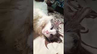 Download lagu #videoshort #cat #kucingbelangtiga #kucinganggoralucudanimut #cute #kitten #kucinglucubandung UDUY mp3 Download lagu #videoshort #cat #kucingbelangtiga #kucinganggoralucudanimut #cute #kitten #kucinglucubandung UDUY mp3