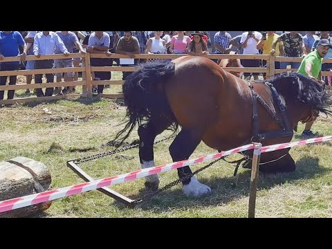 Cai probe de tracțiune locul 2 Cicio Ioan de la Negrești Oaș la Ceanu Mare-Cluj 15 Iulie 2023