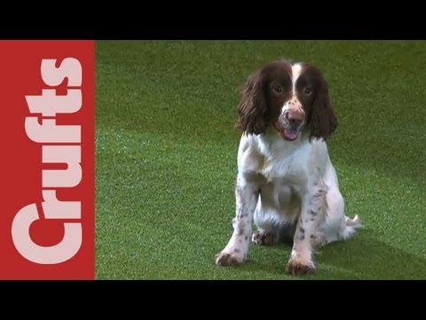 Gundog Display - Adrian and Caroline Slater - Kipperidge Gundogs - Crufts 2012