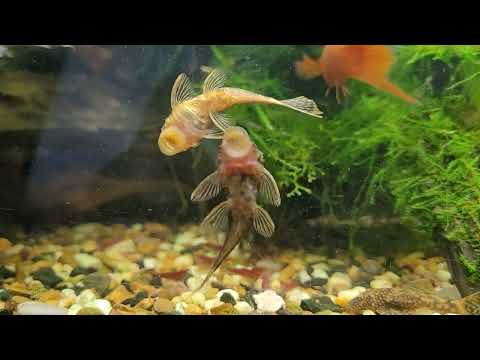 little fish fell in love...fishy love of little ancistrus catfish
