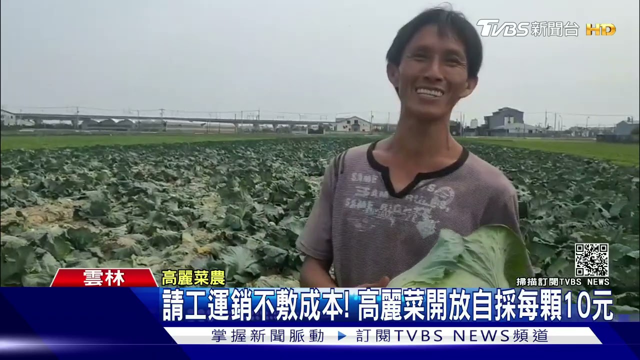 請工運銷不敷成本! 高麗菜開放自採每顆10元