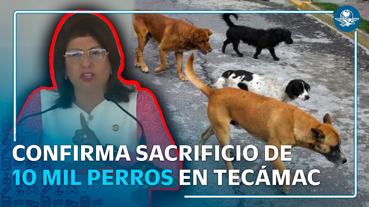 Exalcaldesa reconoce sacrificio de 10 mil perros; Fiscalía del Edomex inicia investigación