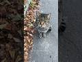 A Lonely Cat And He Was Visited By Cats From Another Street