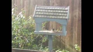 Field Mouse Breakfast at Bird Table. By Dinah Parums