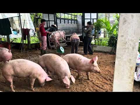 Awesome mother pigs --Export and sell pigs for Tet 