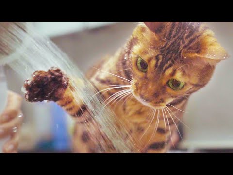 Bengal cat loves water, so he bathe itself!ㅣDino cat