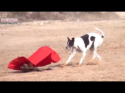 Dog track race Round 3 Dulam toba take sing 19 Nov 2025