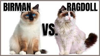 Birman Cat VS. Ragdoll Cat