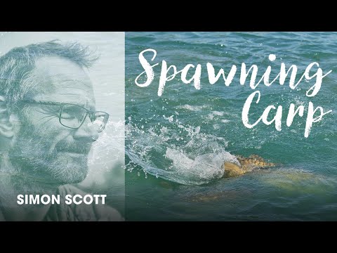 The Truth Behind Spawning Carp - Simon Scott