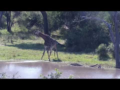 Djuma: Giraffe gets drinks at the dam - 12:25 - 05/26/2023