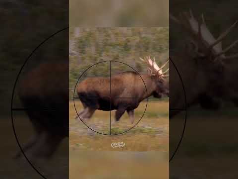 Big Moose (where to shoot) | Hunting Tips | morning shots #shorts