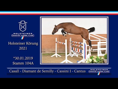 Holsteiner Körlot 2021 | Nr. 13 v. Casall - Diamant de Semilly - Cassini I - Cantus