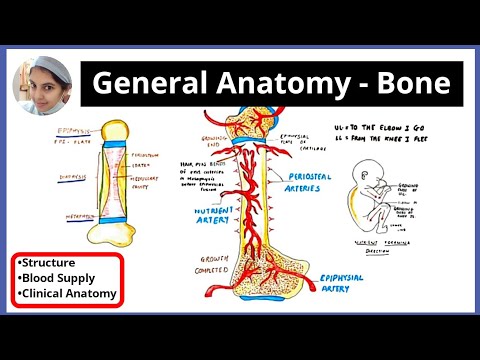 BLOOD SUPPLY OF LONG BONE | Types of Bone| Shape | Arterial Supply | Venous Drainage | Clinical Anat