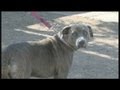 Man Says He Shot Pit Bull In Defense