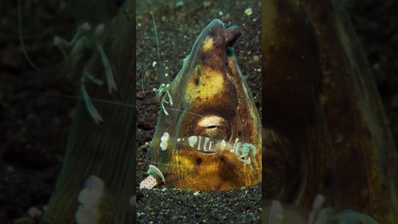 Indonesia's Snake Eels