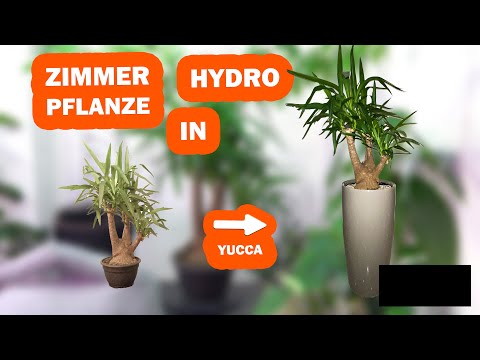SUCCESSFUL HOUSEPLANT in self-watering / mineral SUBSTRATE planting