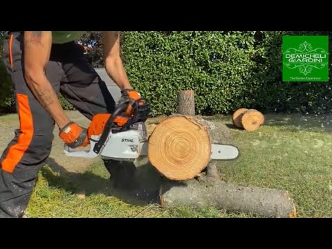 Prova Motosega Stihl MS 251