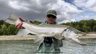Sight Fishing for fat Hawke’s Bay Rainbows (SURPRISE BROWN TROUT!!!)