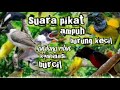 Suara Pikat Burung Kecil Kombinasi Kutilang Ribut Durasi Panjang 1 Jam Pikat Ampuh 100 Anti Zonk