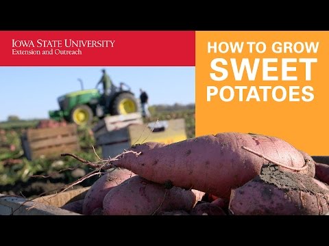 How to Grow and Harvest Sweet Potatoes