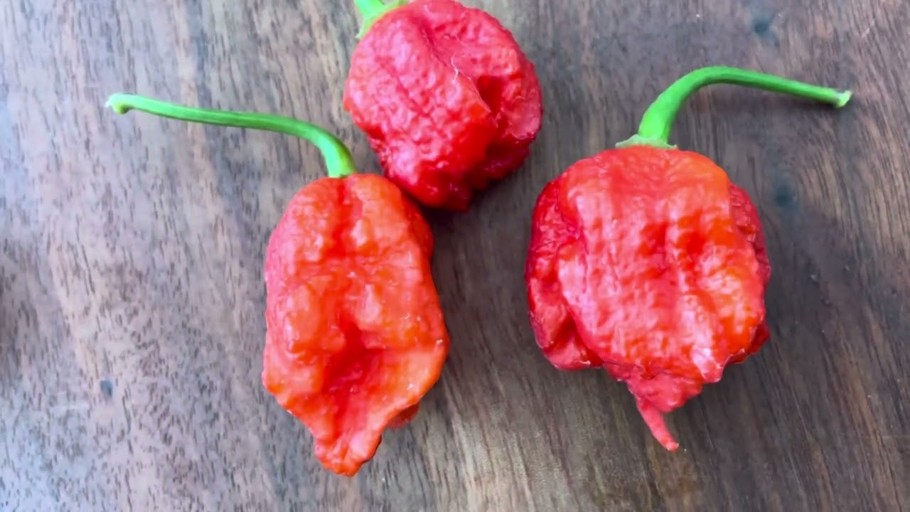 Carolina Reaper vs 7 Pot Primo @UncleBullCow 