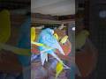 Budgie Breeding And Mating ️ Budgies Parrots Mating Birds Love ️ 2026