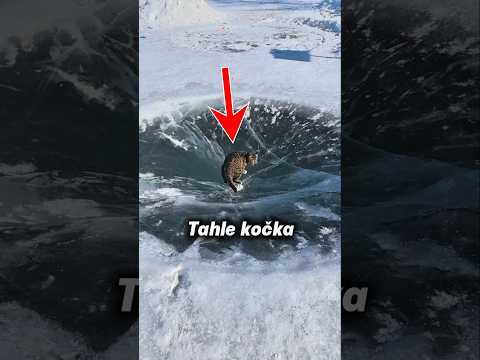 Kočka v ledové jámě ???? #minitisk #kočky #kočka
