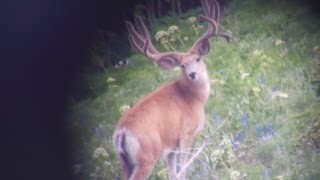 Monster Muley Found! - Founder's Webcast (MonsterMuleys.com)