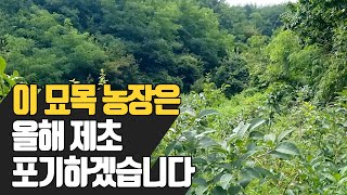 이 묘목농장은 올해 제초 포기하겠습니다  | 나무대장???? 나무…