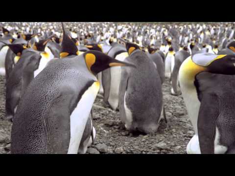 Penguen Kral 3D / The Penguin King 3D - Dublajlı fragman
