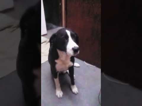 Buen día #casagrande #perros #miradacanina #cordoba