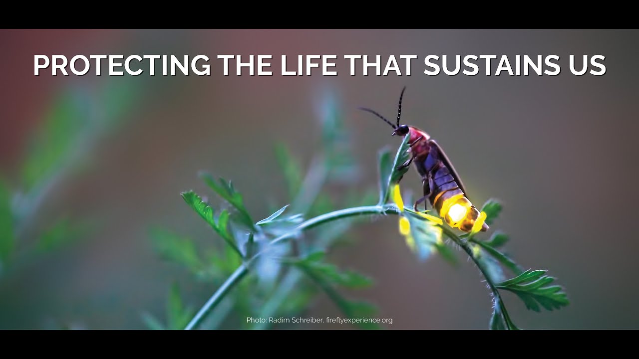 AULA 8   Extinção e Conservação de Insetos