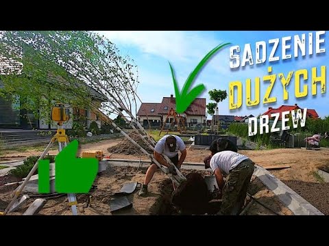 Brzoza pożyteczna Doorenbos - jak sadzimy  duże drzewa?