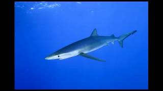 Prokofiev, Pierre et le loup,  Air des chasseurs