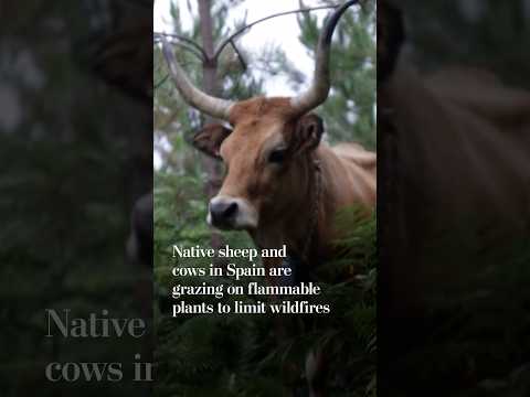 Native sheep and cows in Spain are grazing on flammable plants to limit wildfires