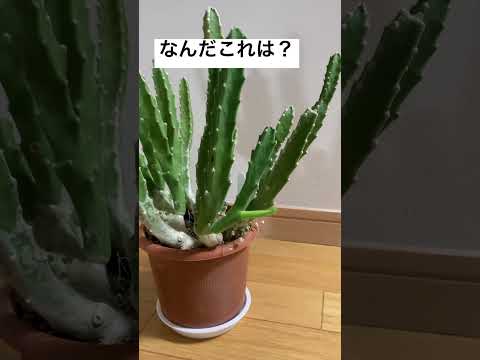 園芸 スタペリア