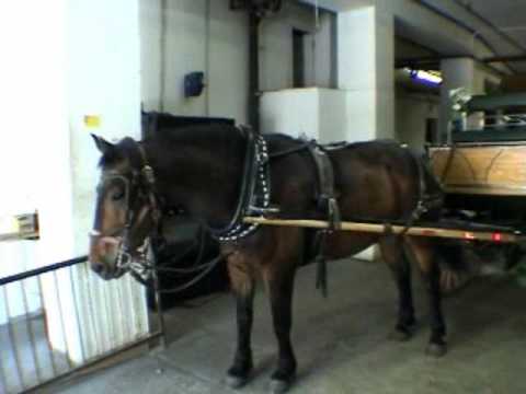Off to the Amish for a Carriage Horse for Central Park, ARA's, aspca, hsus, peta LIE