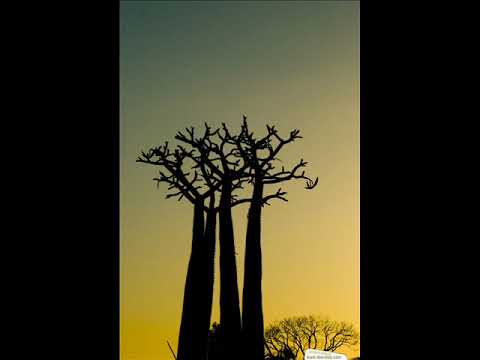 Grupo Saboreo - Muerto Malo