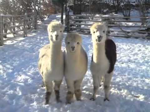 Alpaca-imperio.de _ Tännesberg