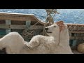 Dr DOLITTLE Bird Vs Bear S IN HINDI